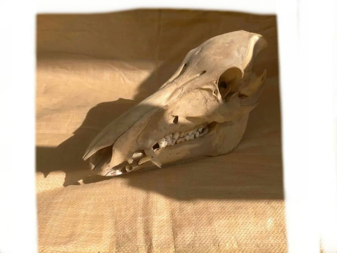イノシシ 頭骨 頭蓋骨 大型 スカル 牙 骨格標本 ハンティング