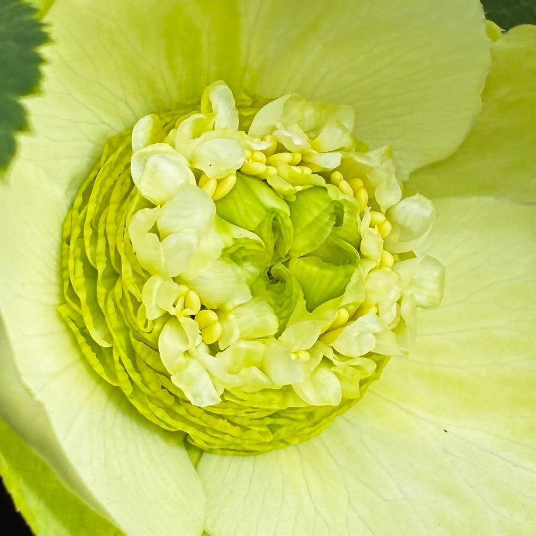 の*ん様 547☘️蕾花タグ付☘️超レア☘️極上☘️メビウス♾️[千重咲き]⭐️