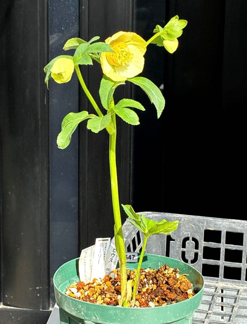 の*ん様 547☘️蕾花タグ付☘️超レア☘️極上☘️メビウス♾️[千重咲き]⭐️