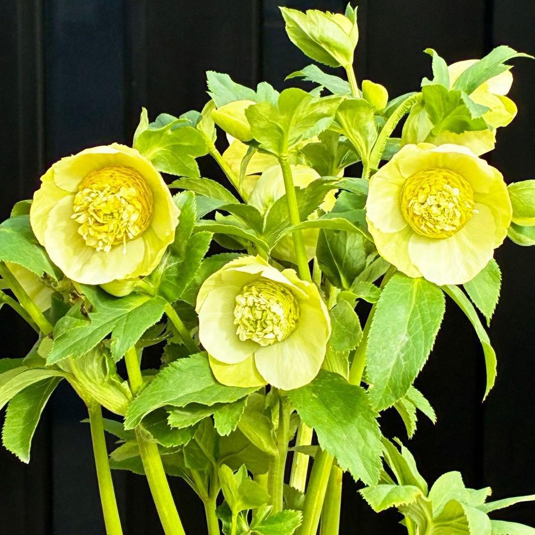 の*ん様 547☘️蕾花タグ付☘️超レア☘️極上☘️メビウス♾️[千重咲き]⭐️