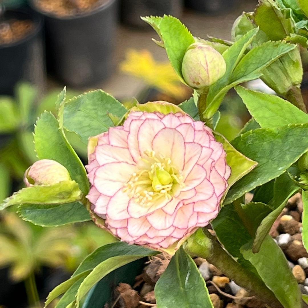 か*ん様 3521☘️蕾花、タグ付き☘️⭐️超チビチビ⭐️超小輪⭐️超多弁⭐️大