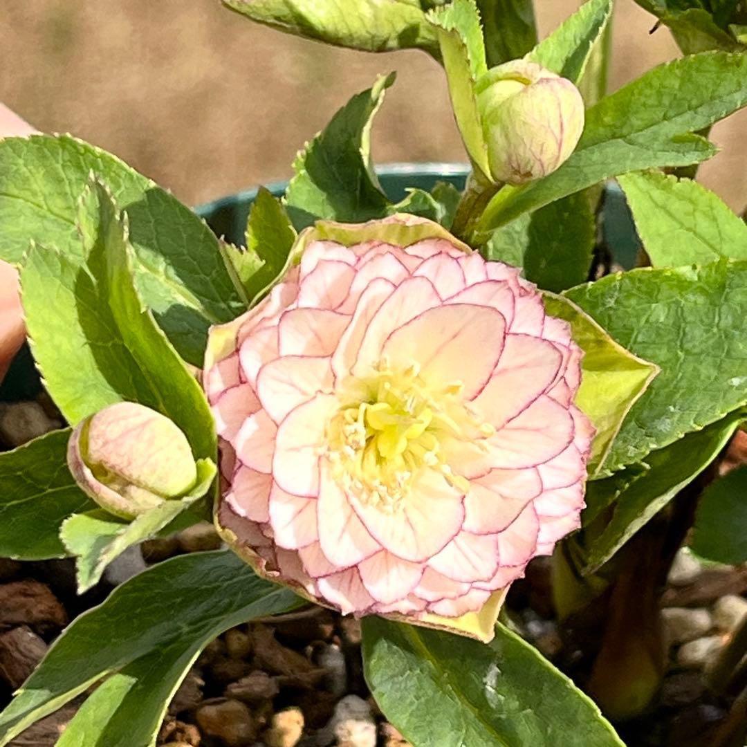 か*ん様 3521☘️蕾花、タグ付き☘️⭐️超チビチビ⭐️超小輪⭐️超多弁⭐️大