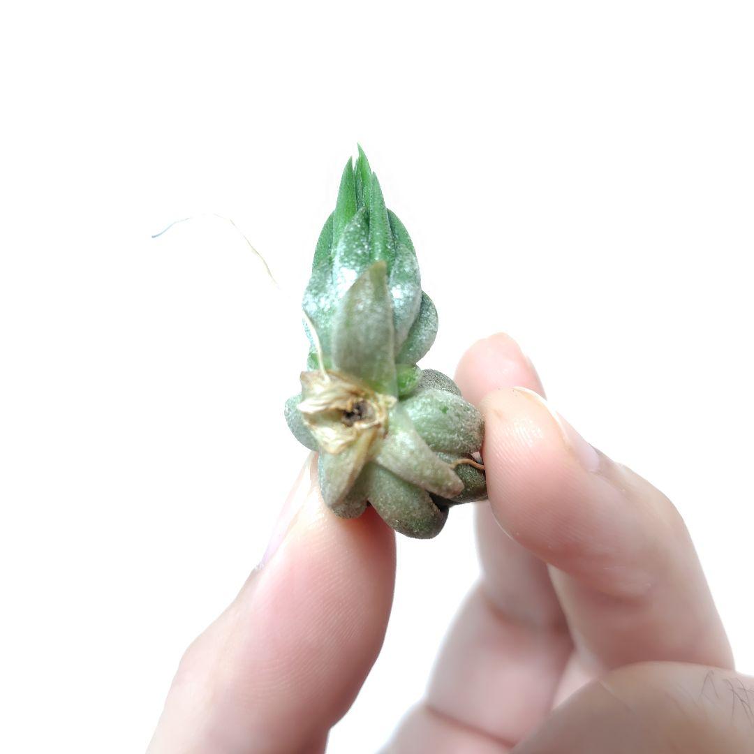 チランジア イオナンタ ニザンダ - メルカリ