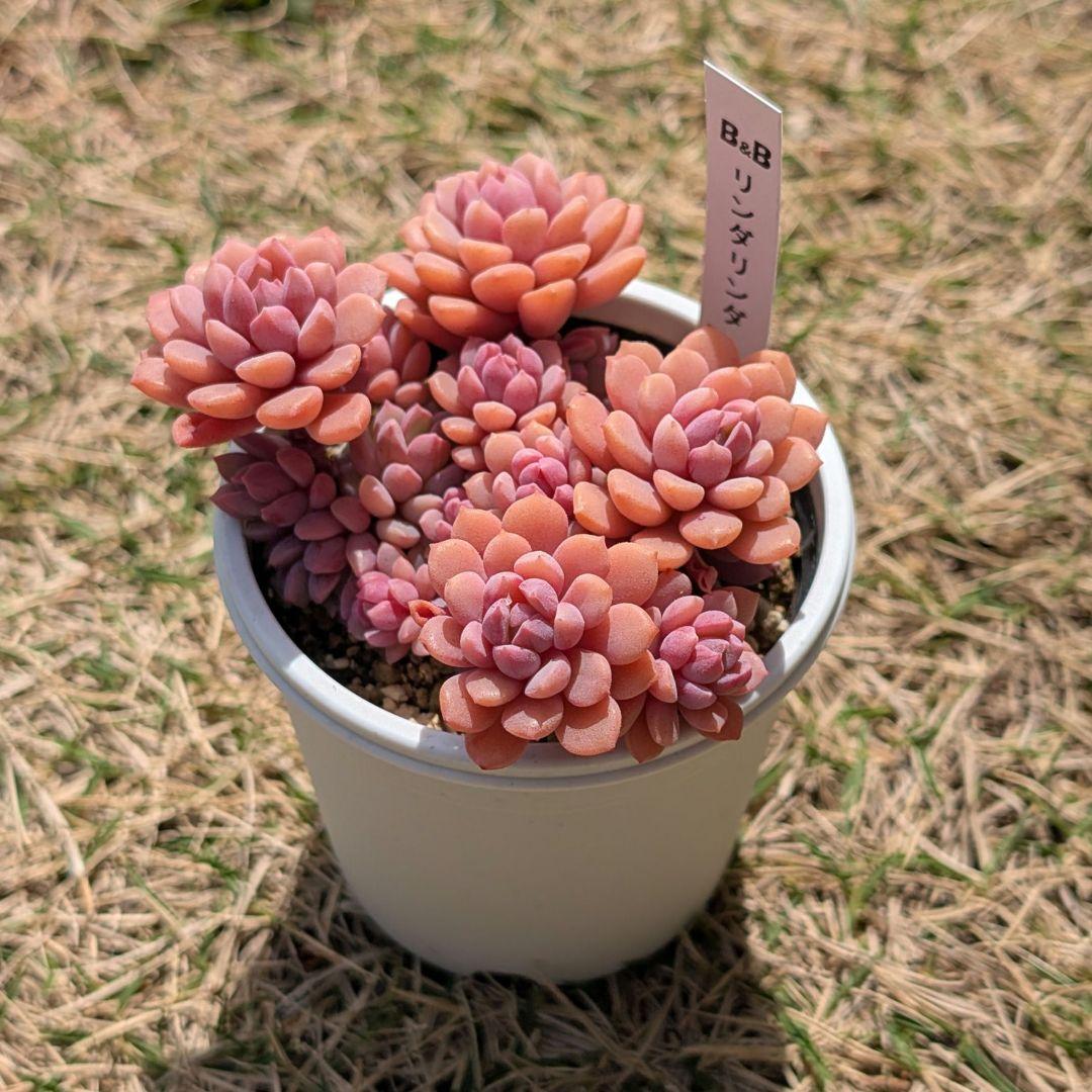 m*m様 【札付き】多肉植物 『リンダリンダ』 ぼのぼのさん苗 B＆B