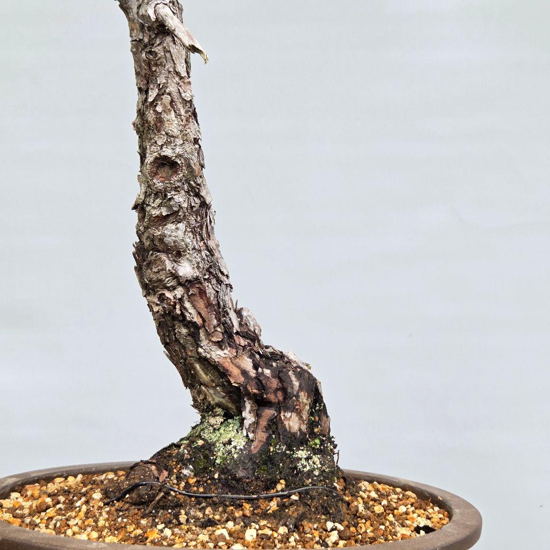 赤松 [文人風斜幹木] 大品盆栽 - メルカリ
