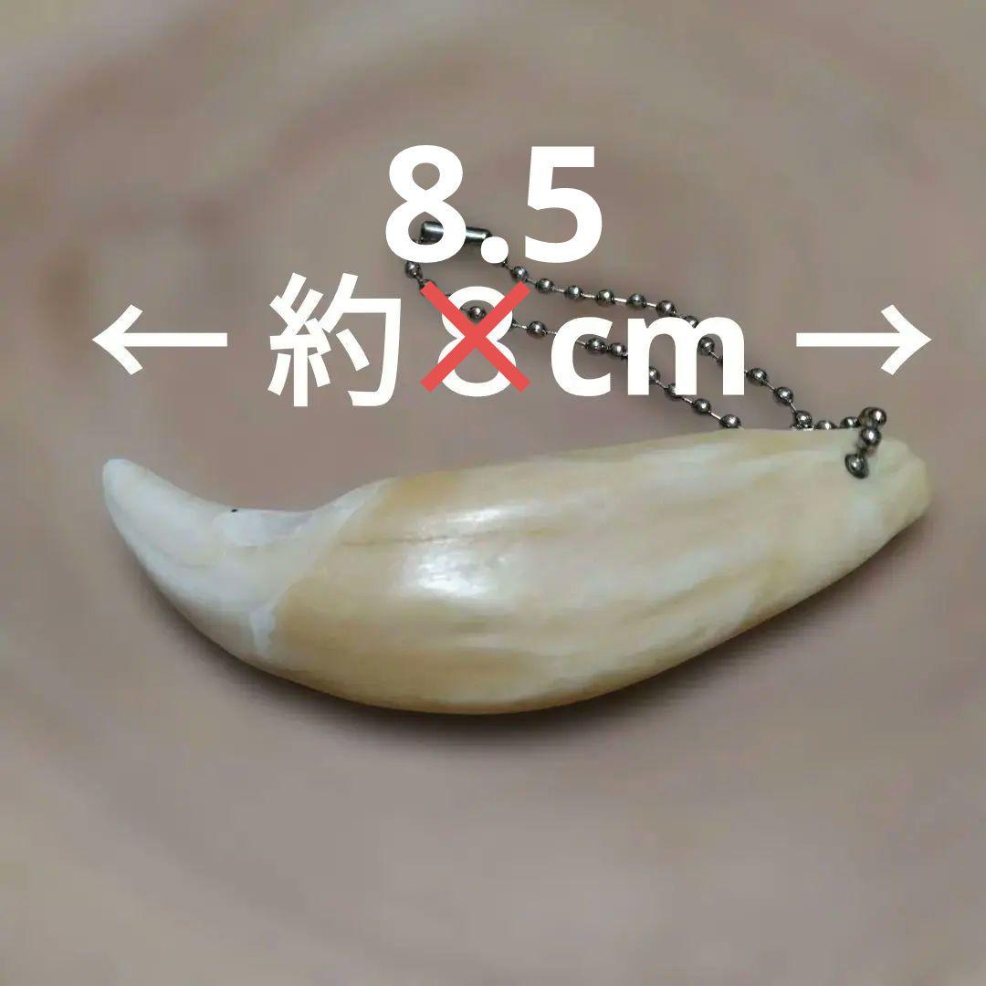 熊牙キーホルダー約8．5 cm ヒグマの牙 ヒグマ 羆 魔除け 災難除け