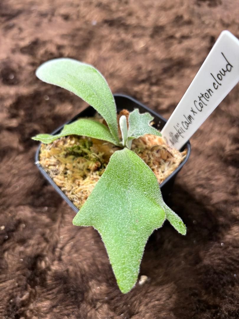 P.willinckii calm×cottoncloud sporeling - メルカリ