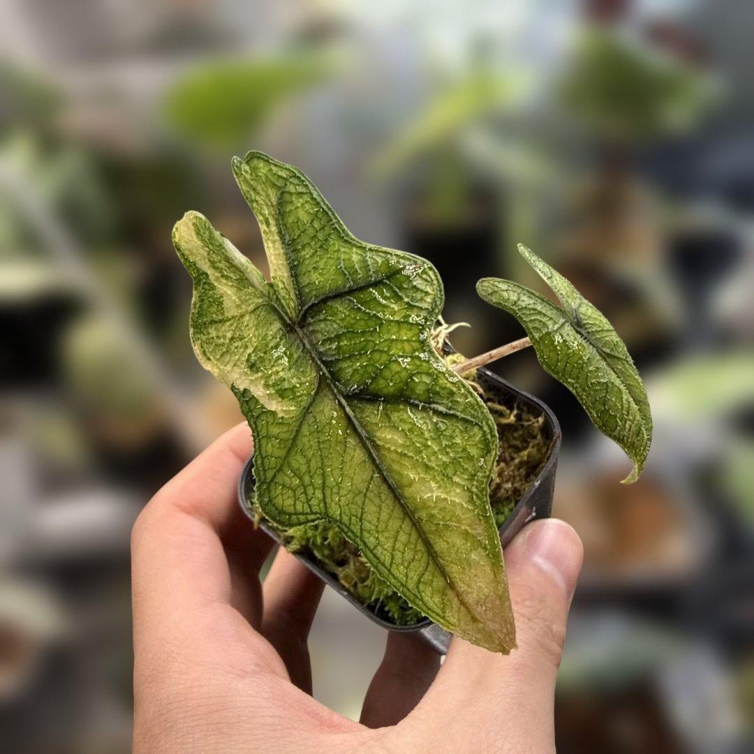 m*a様 格安 アロカシア ジャックリン 斑入り How beautiful！！✨ #アロカシアジャックリンバリエガータ