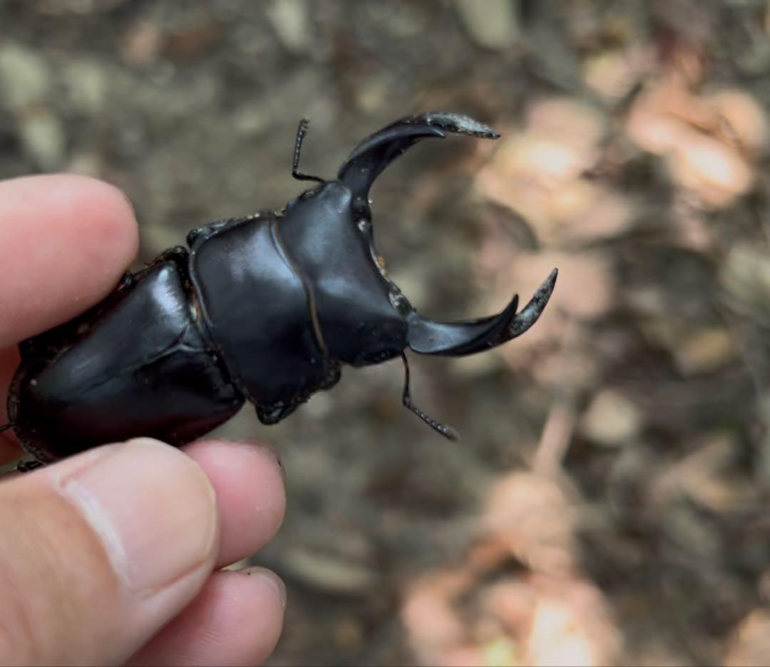 ハンティングマンのクワガタ掻き出し棒⑥Special Edition