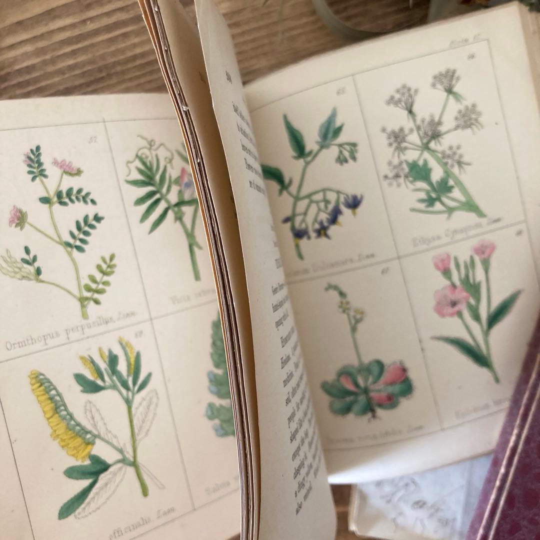 L833洋書古書 【1852年発行】大変希少なイギリスのアンティーク植物