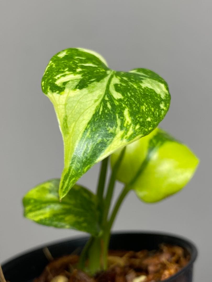 専用画面 【超美株✨超希少‼️】モンステラ エレクトロライト 斑入り