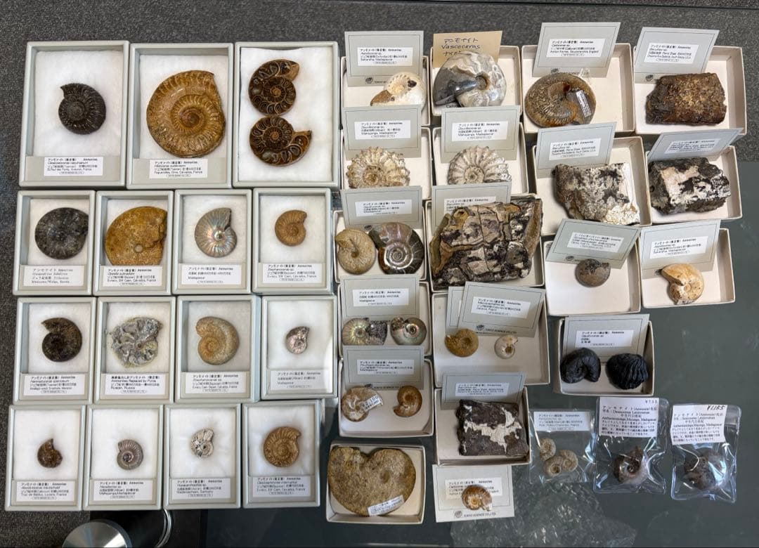 アンモナイト化石 約45個 セット 在庫限り】アンモナイト（化石）トップホール 右回り/ブラウン