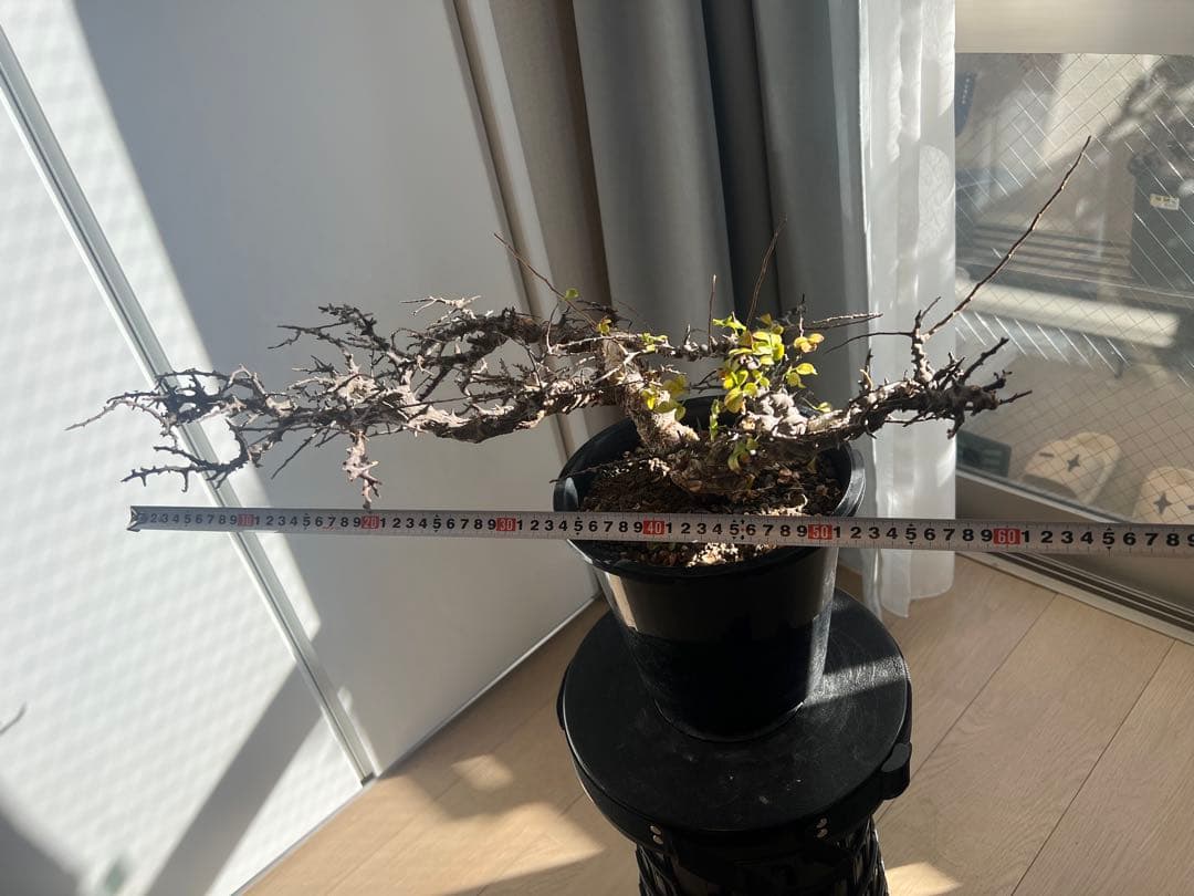 発根済】コミフォラ エイル 灌木 塊根