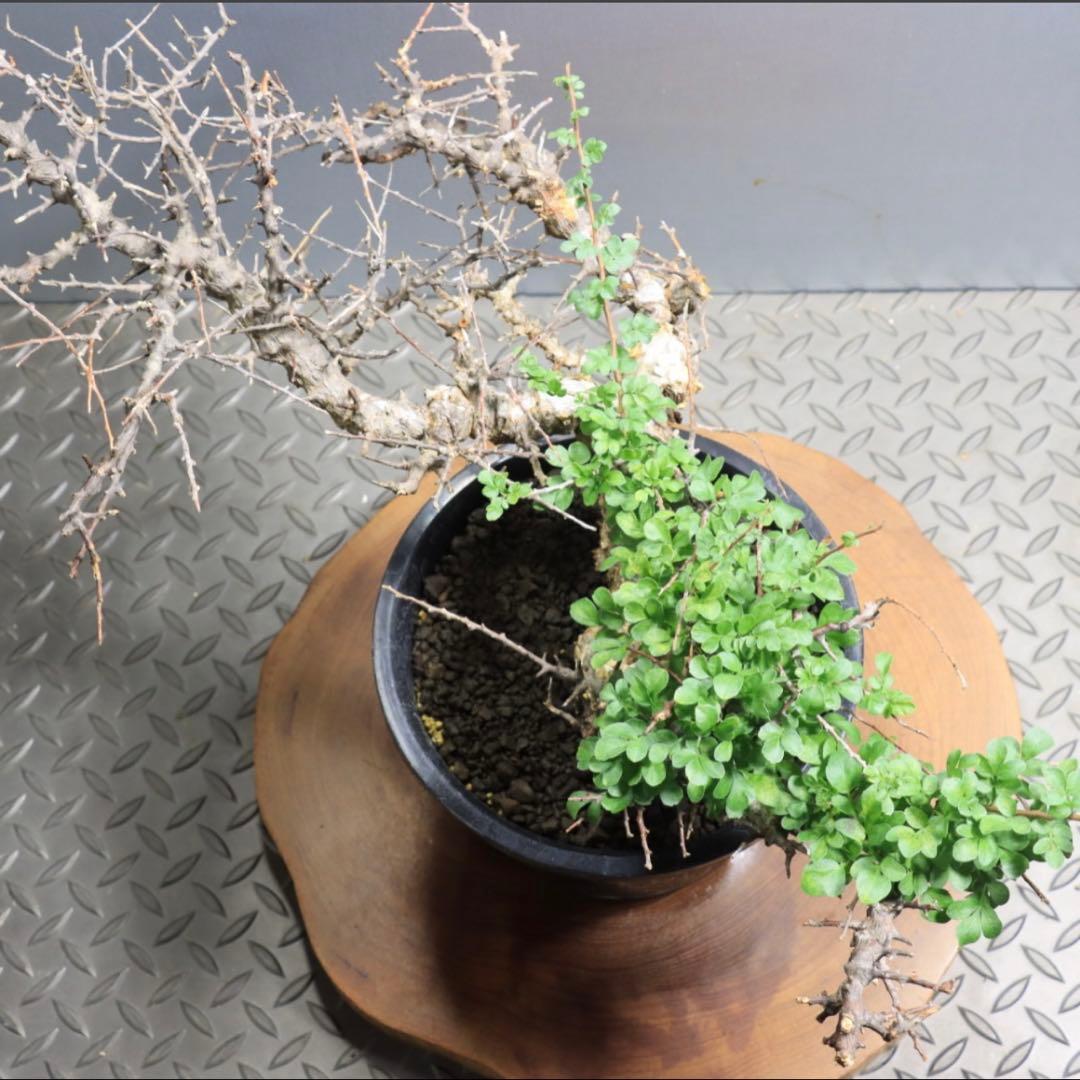 発根済】コミフォラ エイル 灌木 塊根