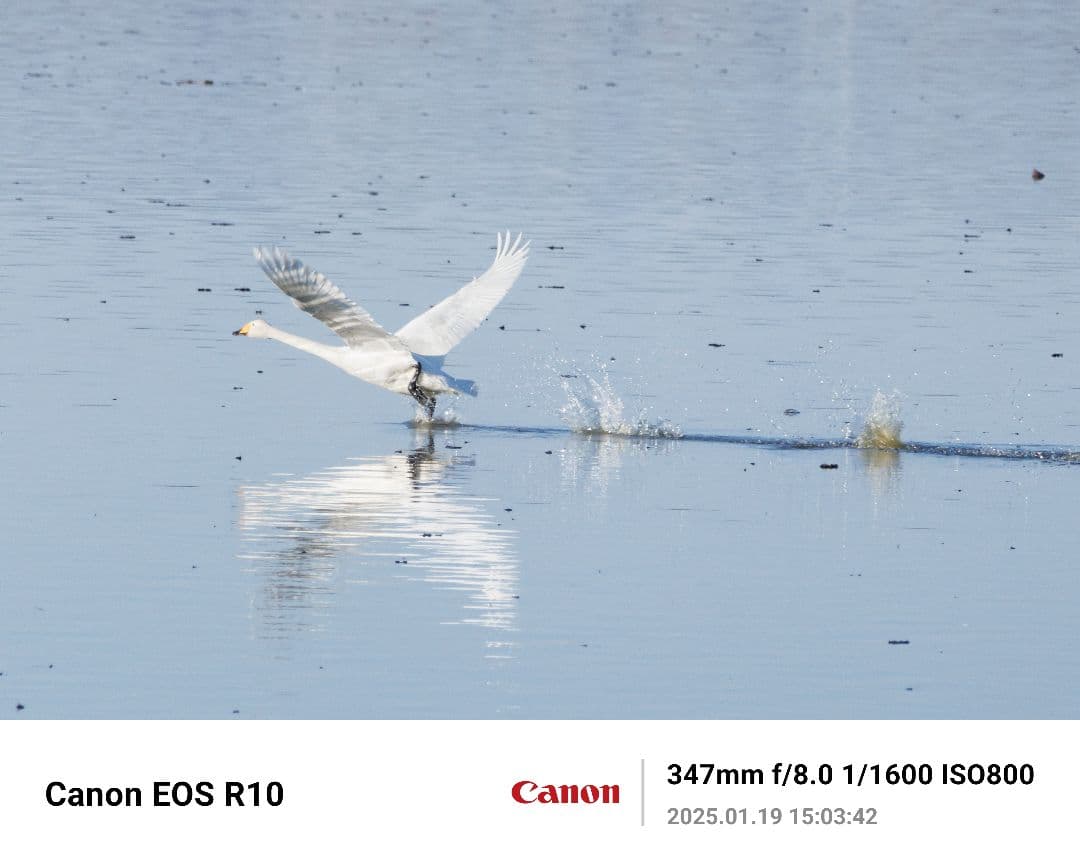 美品RF 100-400F5.6-8 IS USM+ F-Foto製三脚座リング