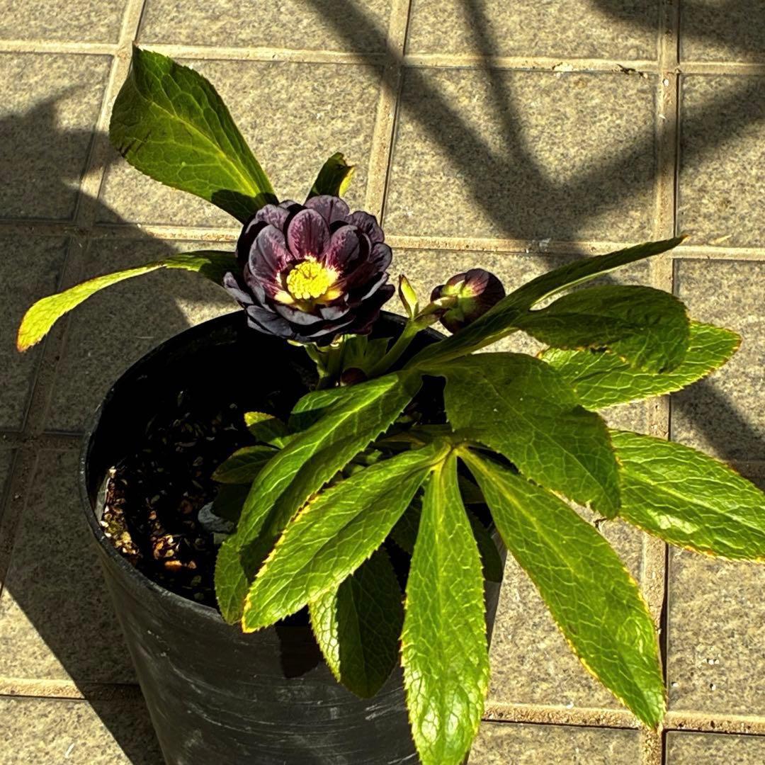 A*️様 3478☘️限定1株☘️未株分☘️花付☘️レア☘️スモーキーダーク⭐️