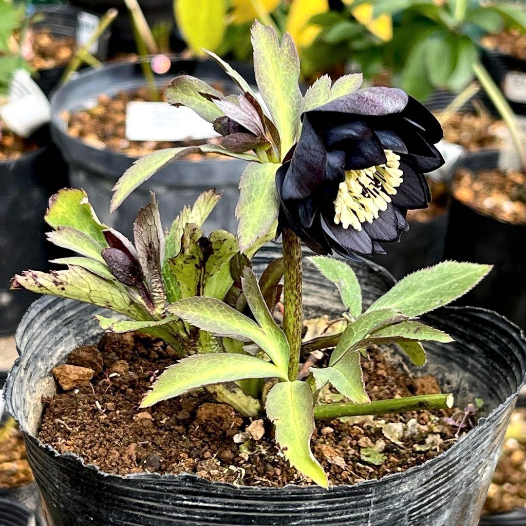 ガ*ル様 ☘️限定1株☘️未株分け☘️極上☘️3352⭐️真ブラック⭐️激スレー