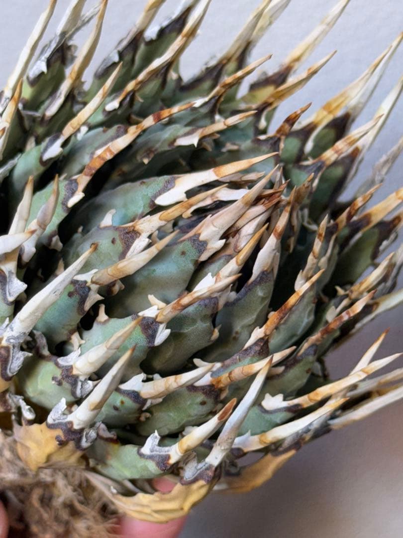 アガベ ユタエンシス エボリスピナ 良型 裏刺 - アガベベストセラー 商品