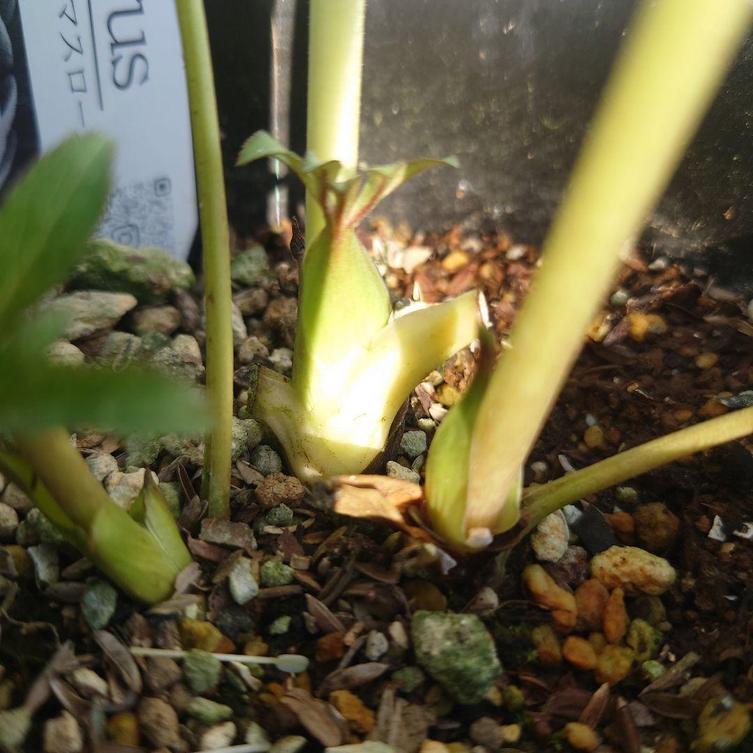 ☀️クリスマスローズ開花株❗☀️4号ロング鉢植え☀ - メルカリ