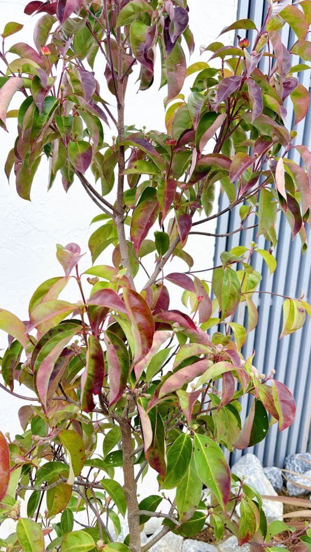 常緑ヤマボウシ ホンコンエンシス」の人気商品一覧 | 安い商品を通販