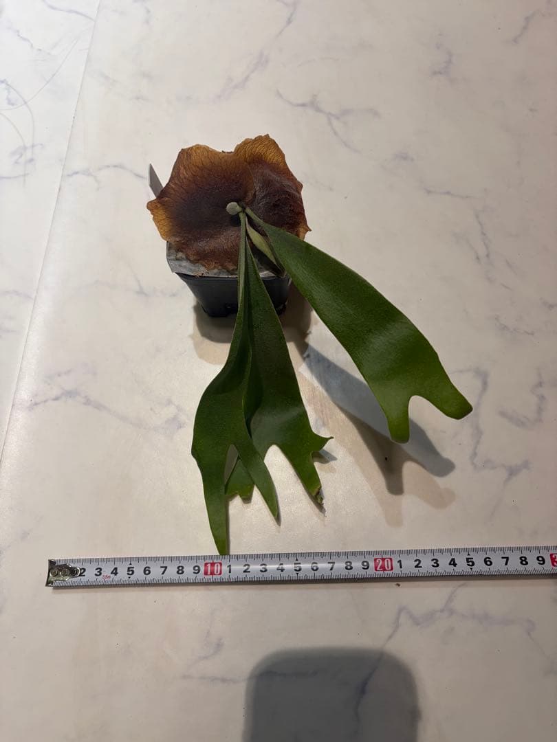 亮二様確認用 LS-R912 | エアリークテスターのコスモ計器