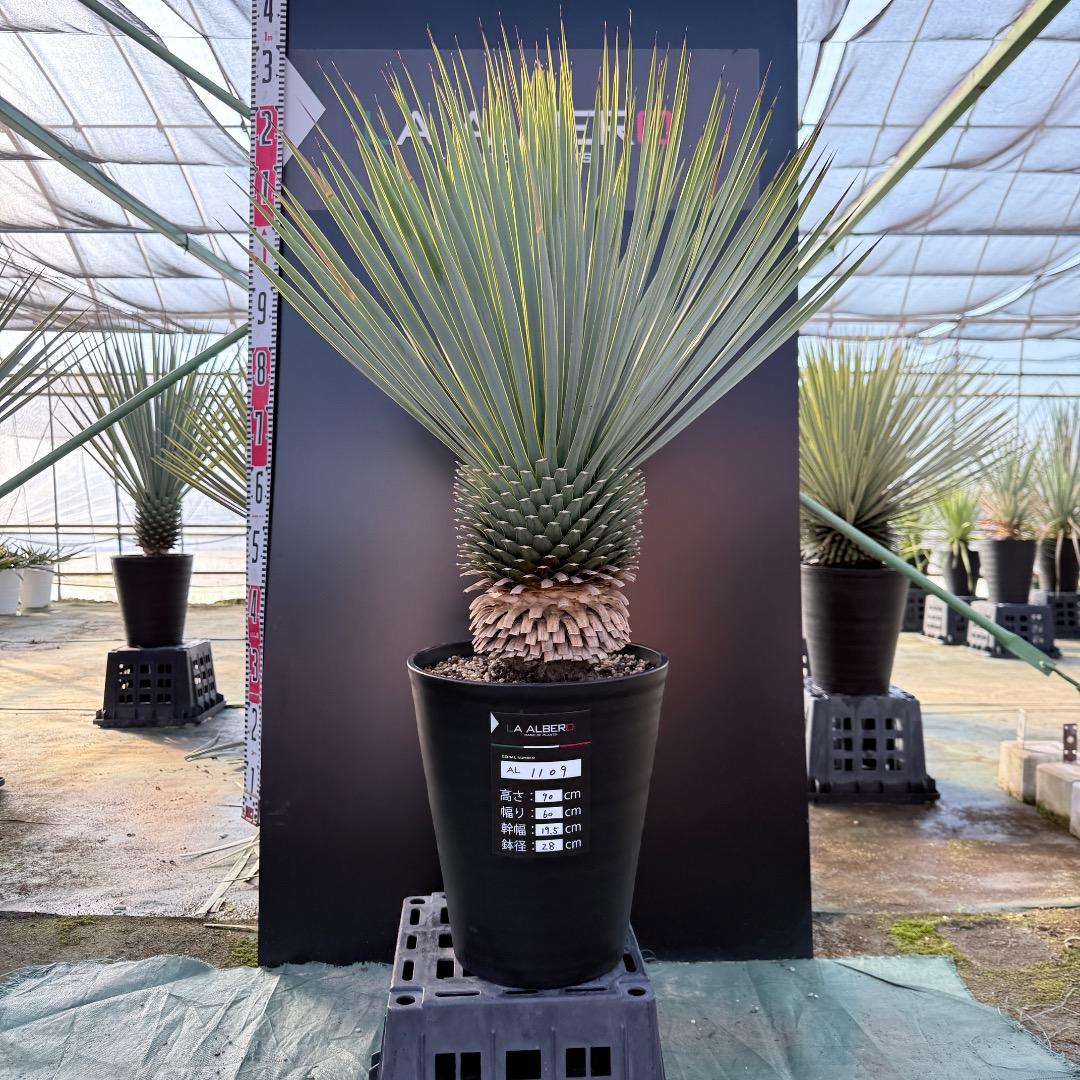 平*政様 【AL1109】ユッカ ロストラータ - メルカリ