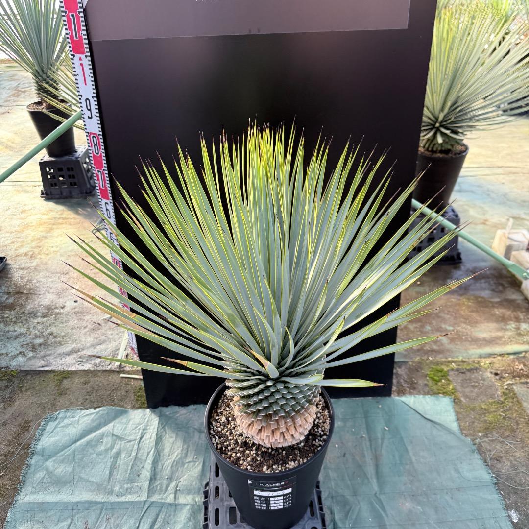 平*政様 【AL1109】ユッカ ロストラータ - メルカリ