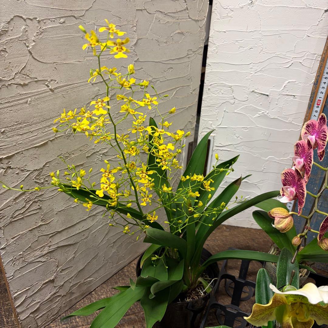 洋蘭 6ポット 胡蝶蘭 パフィオペディルム オンシジューム - メルカリ