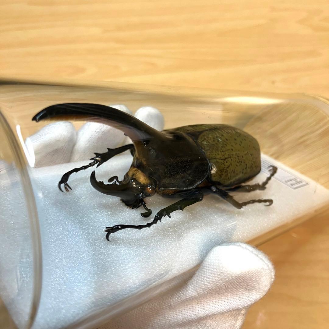 昆虫標本】ヘラクレスオオカブト ガラスケース入り - メルカリ