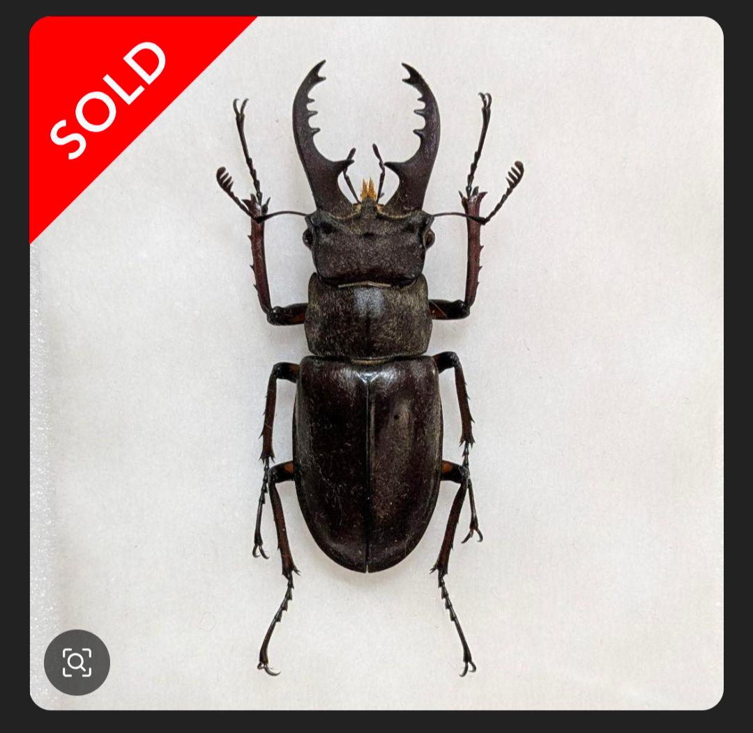 標本 野外品イズミヤマクワガタ×2 - メルカリ