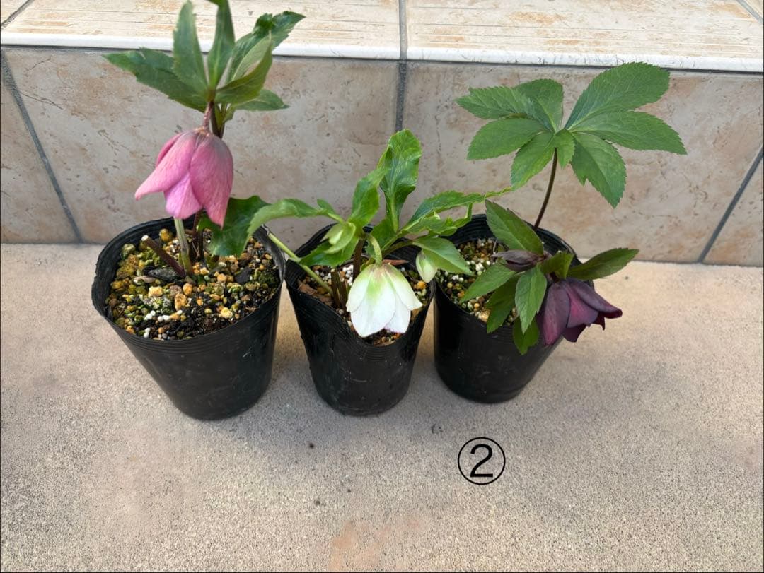 クリスマスローズ苗 3ポットセット - メルカリ