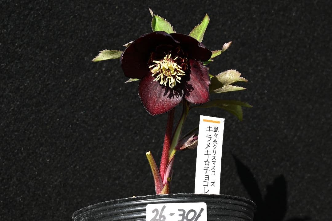 クリスマスローズ 1級品 認定sdキラメキ✩チョコレート 赤軸 赤蕊 加藤