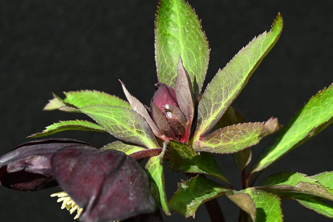 クリスマスローズ 1級品 認定sdキラメキ✩チョコレート 赤軸 赤蕊 加藤