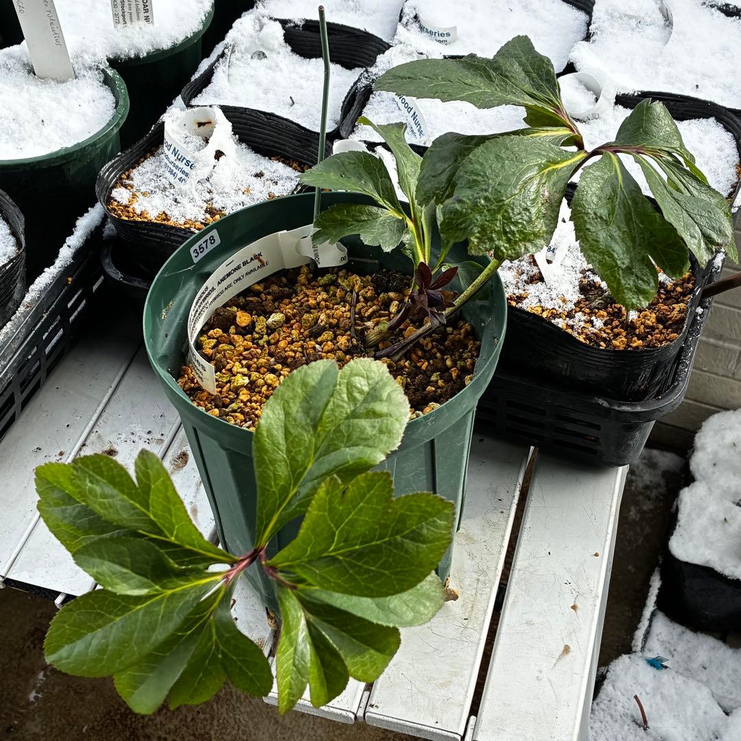 t*k様 3578☘️蕾花タグ付き☘️6号ロング☘️2年間管理☘️Ashwood