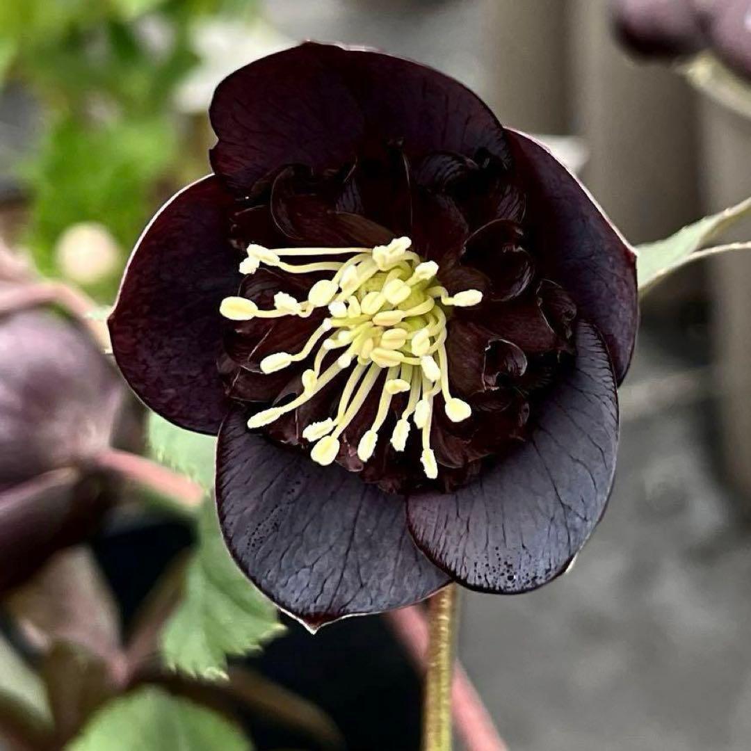 t*k様 3578☘️蕾花タグ付き☘️6号ロング☘️2年間管理☘️Ashwood