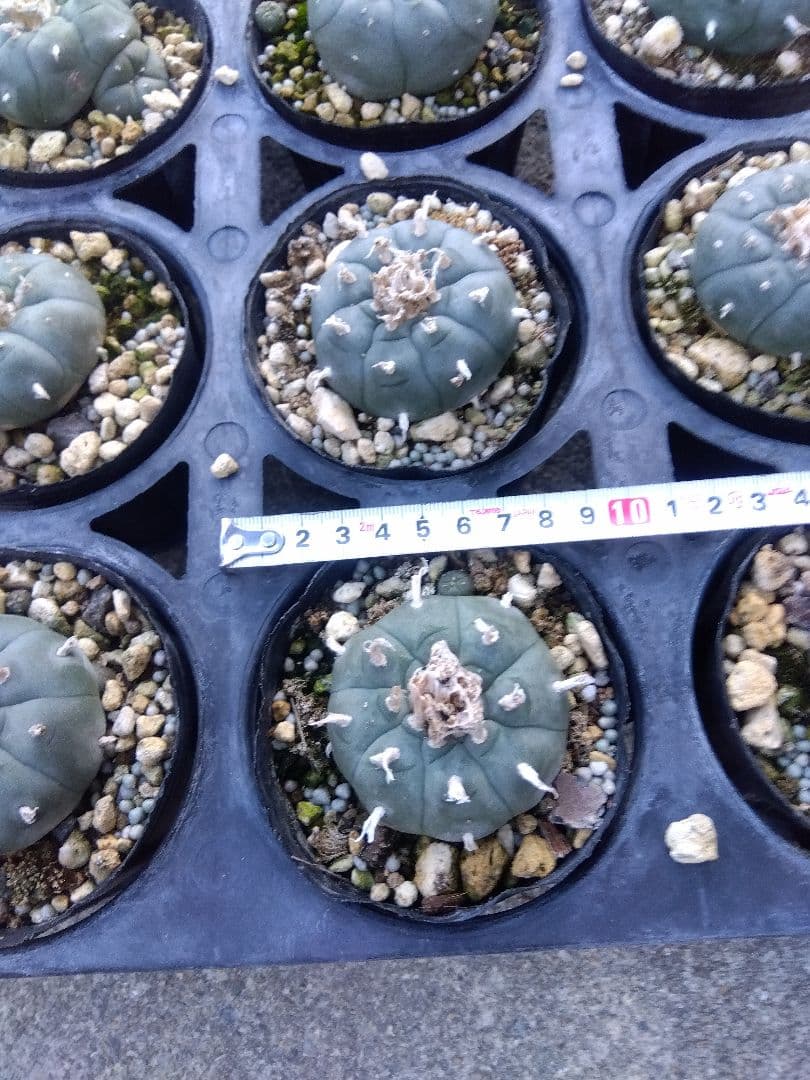 専用同梱価格 烏羽玉10株鉢つき 3号サイズ