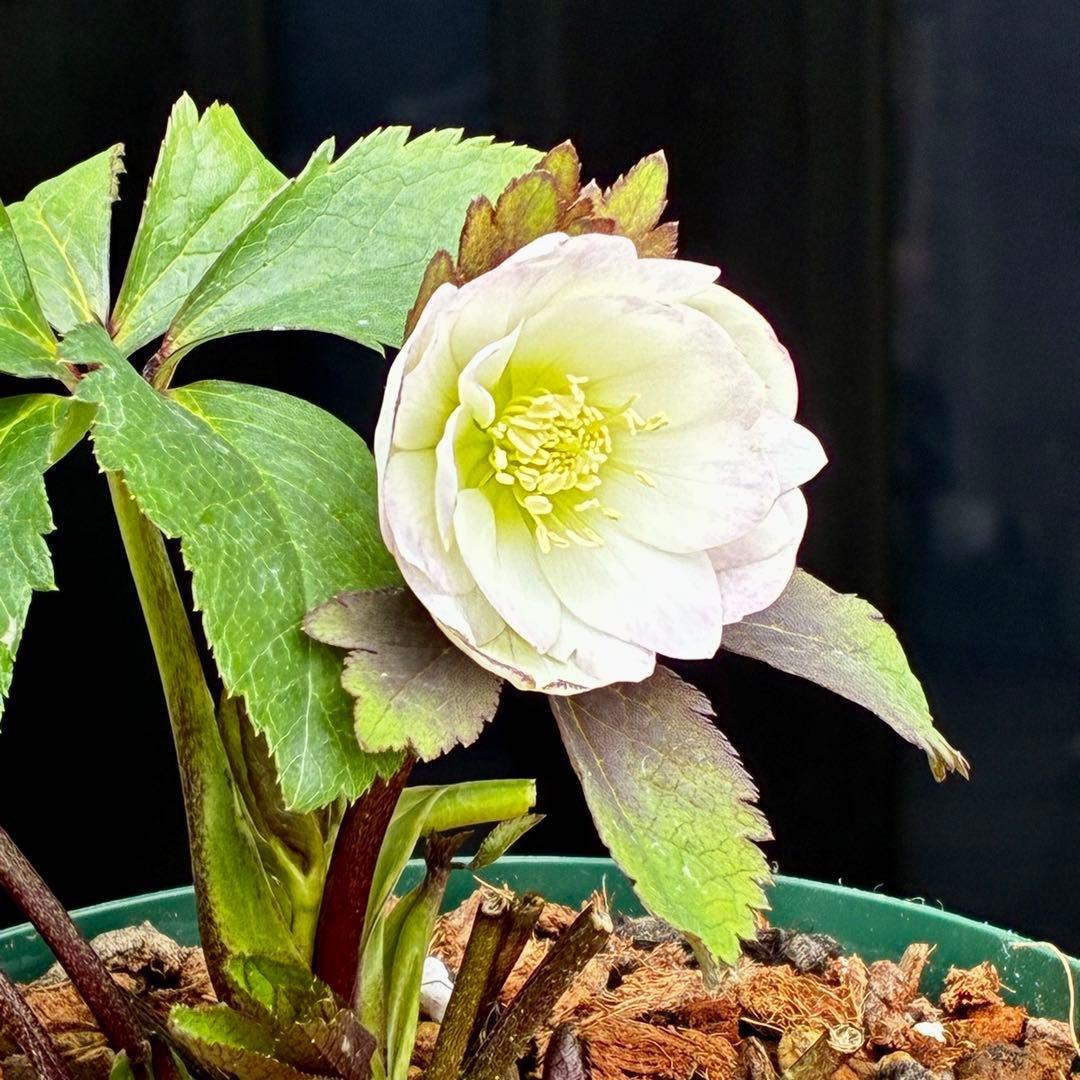 u*0様 3542☘️蕾花タグ付☘️⭐️ポーセリン⭐️小輪⭐️素敵な苞葉⭐️超コ