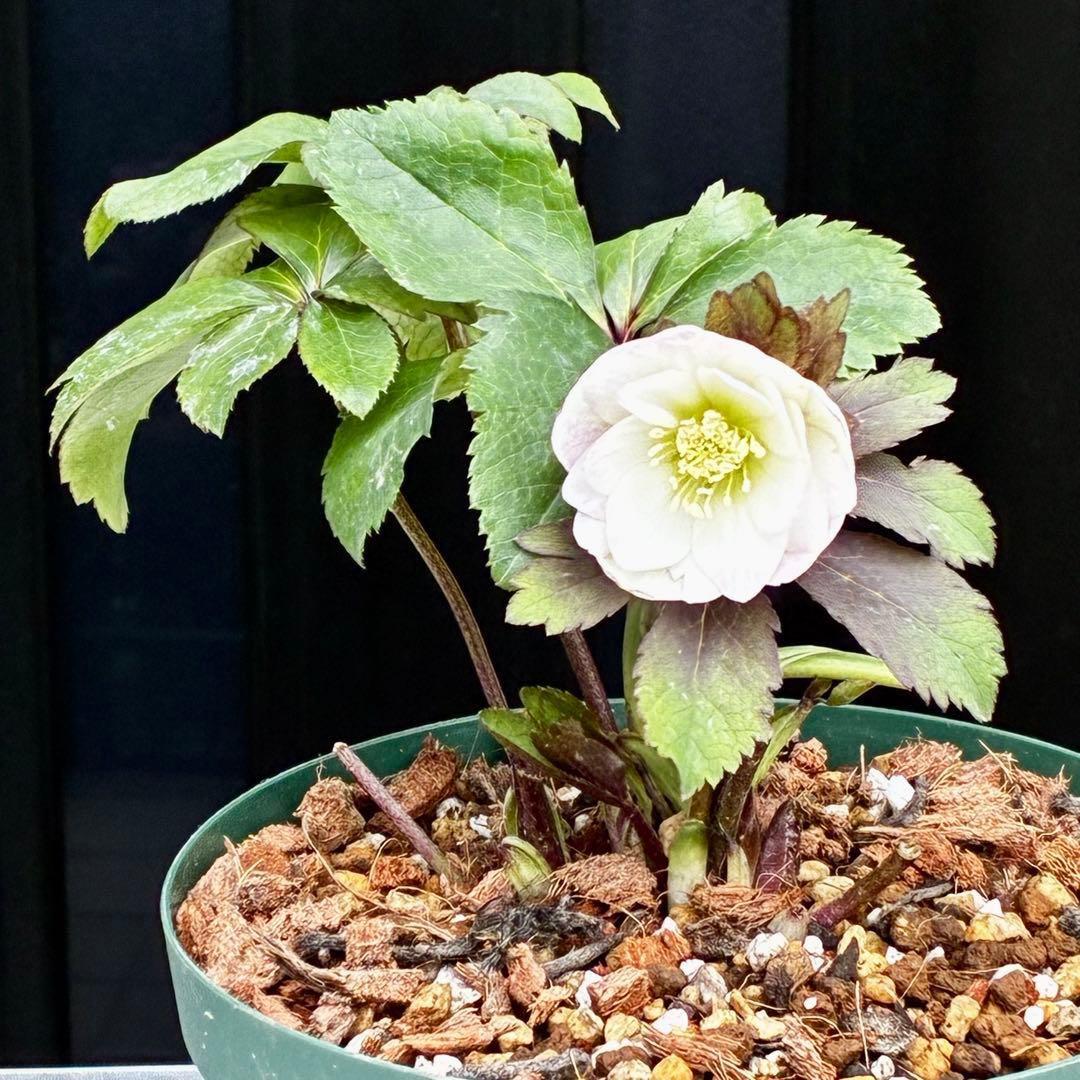 u*0様 3542☘️蕾花タグ付☘️⭐️ポーセリン⭐️小輪⭐️素敵な苞葉⭐️超コ