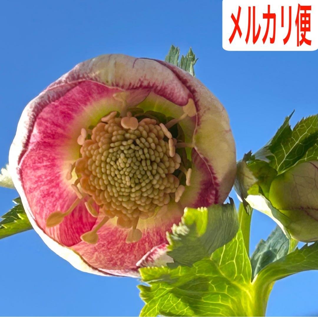 大和園 クリスマスローズ パステリッシュストレイン 蕾8【メルカリ便