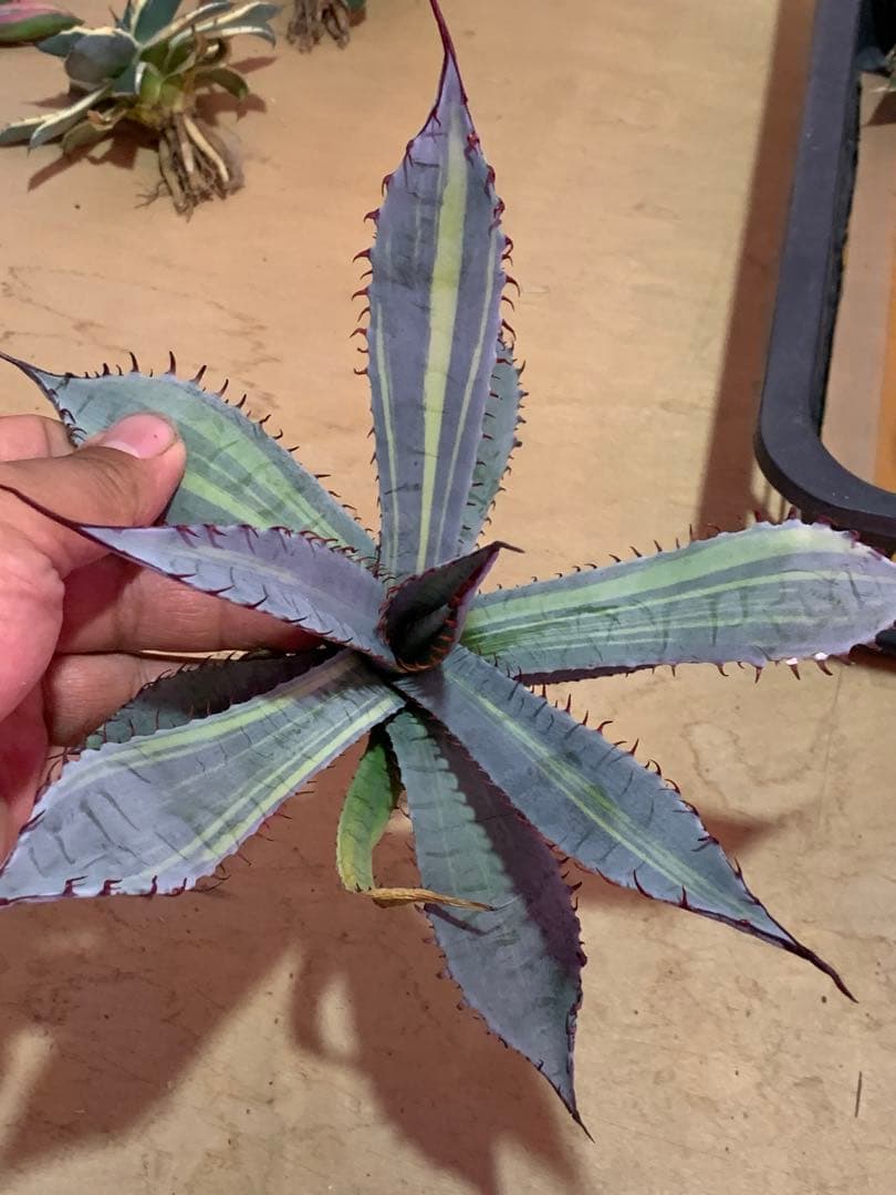 Coco様 リクエスト 2点 まとめ商品の通販はau PAY マーケット - 輸入