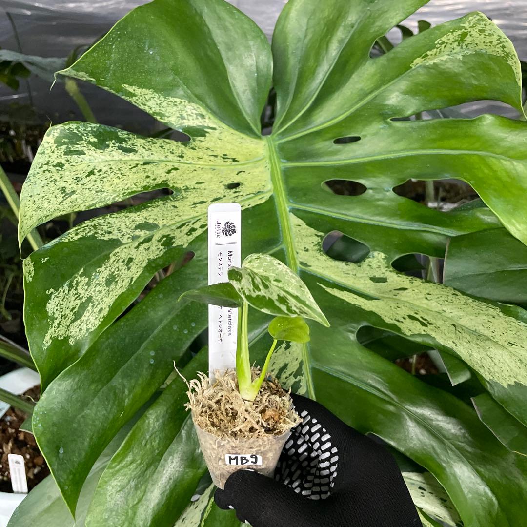 MB9モンステラ デリシオーサ ベトシオーサ 2寸ポリポット ネコポス発送