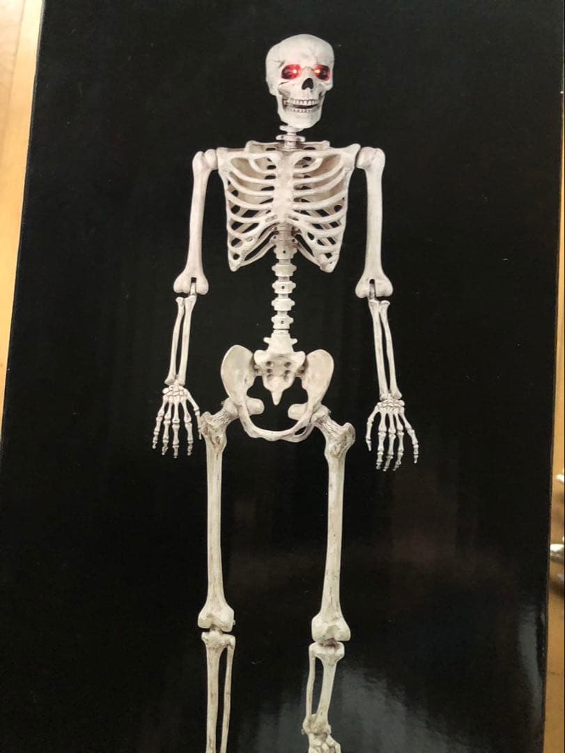 等身大　ガイコツ　スカル 等身大 ガイコツ スカル 等身大 ガイコツ スカル 等身大 ガイコツ