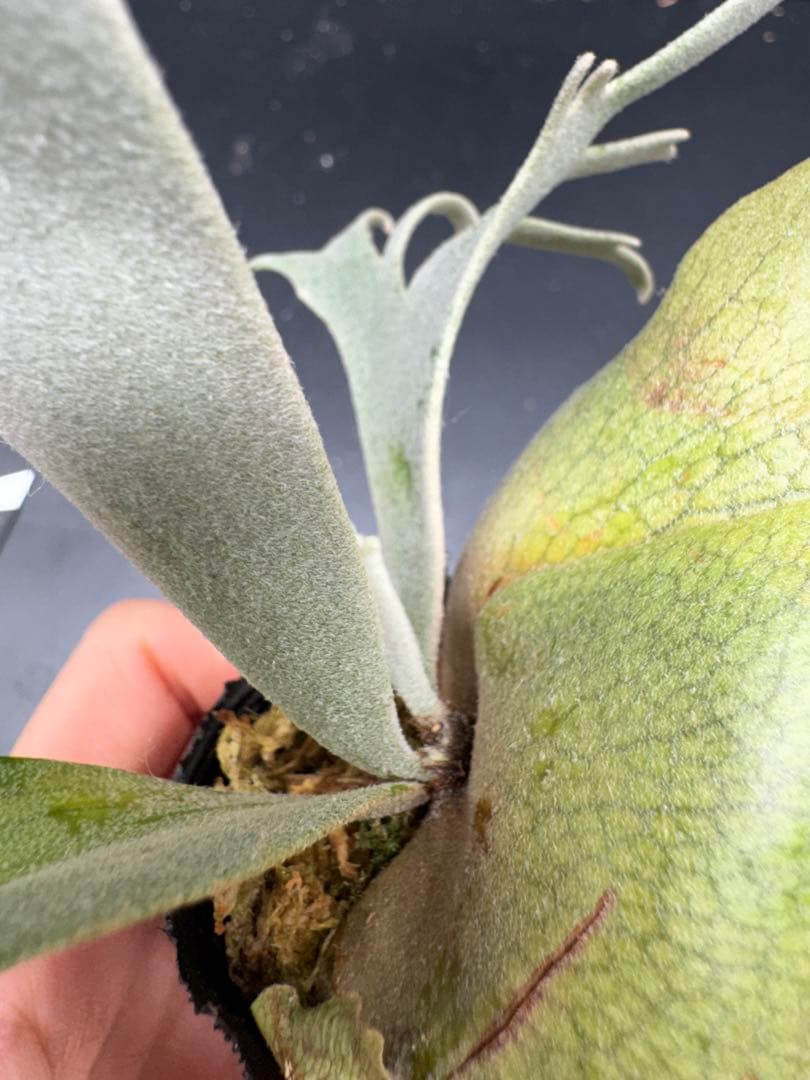 平凡之鹿】YMDS Totoro HHRナーセリータグ付け #079