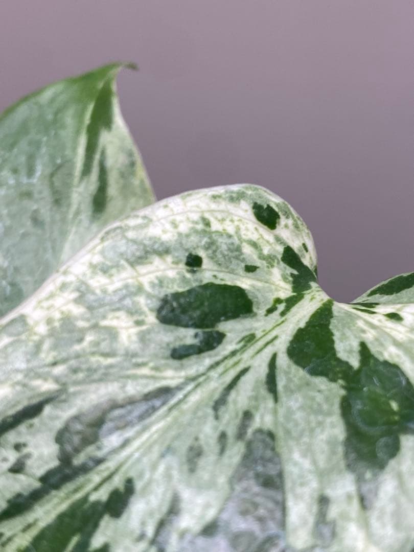 全葉斑入り‼️】モンステラ デリシオーサ バルバソー フシギダネ