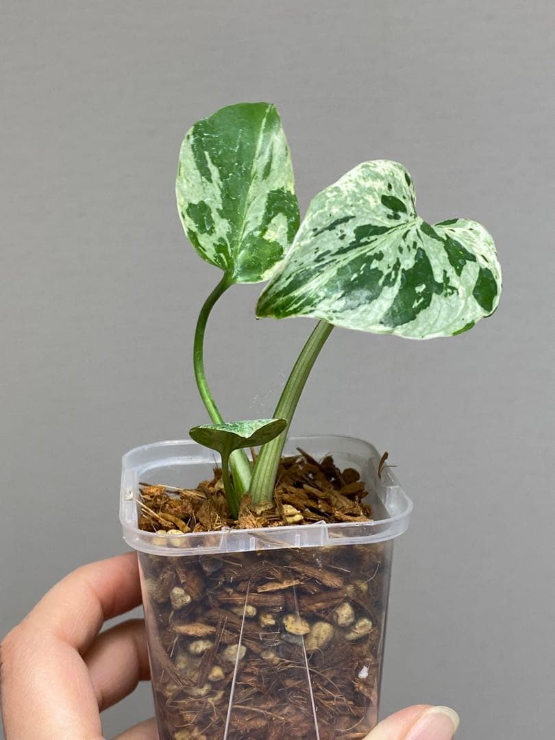 全葉斑入り‼️】モンステラ デリシオーサ バルバソー フシギダネ