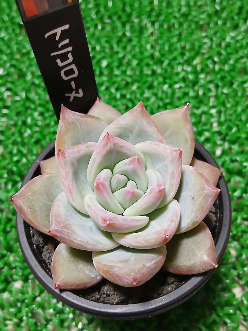 ふ*☆様 【SIMIJIMIさん苗】新作 命名株 トリコローヌ【札付き】希少苗