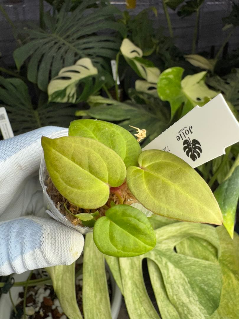 4ベッセアエ × デビリス×ドリームウィーバー×パピリラミナム 'リー