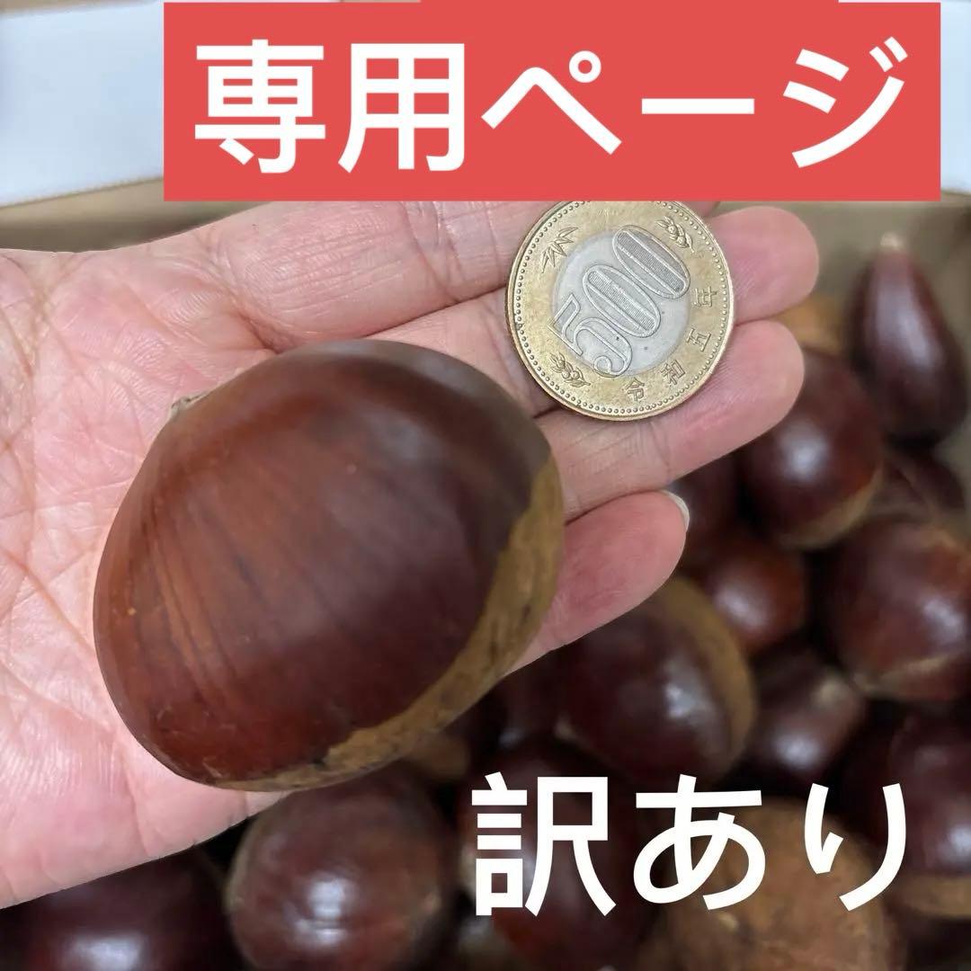 特大粒4L生栗 無農薬 約5キロ訳あり