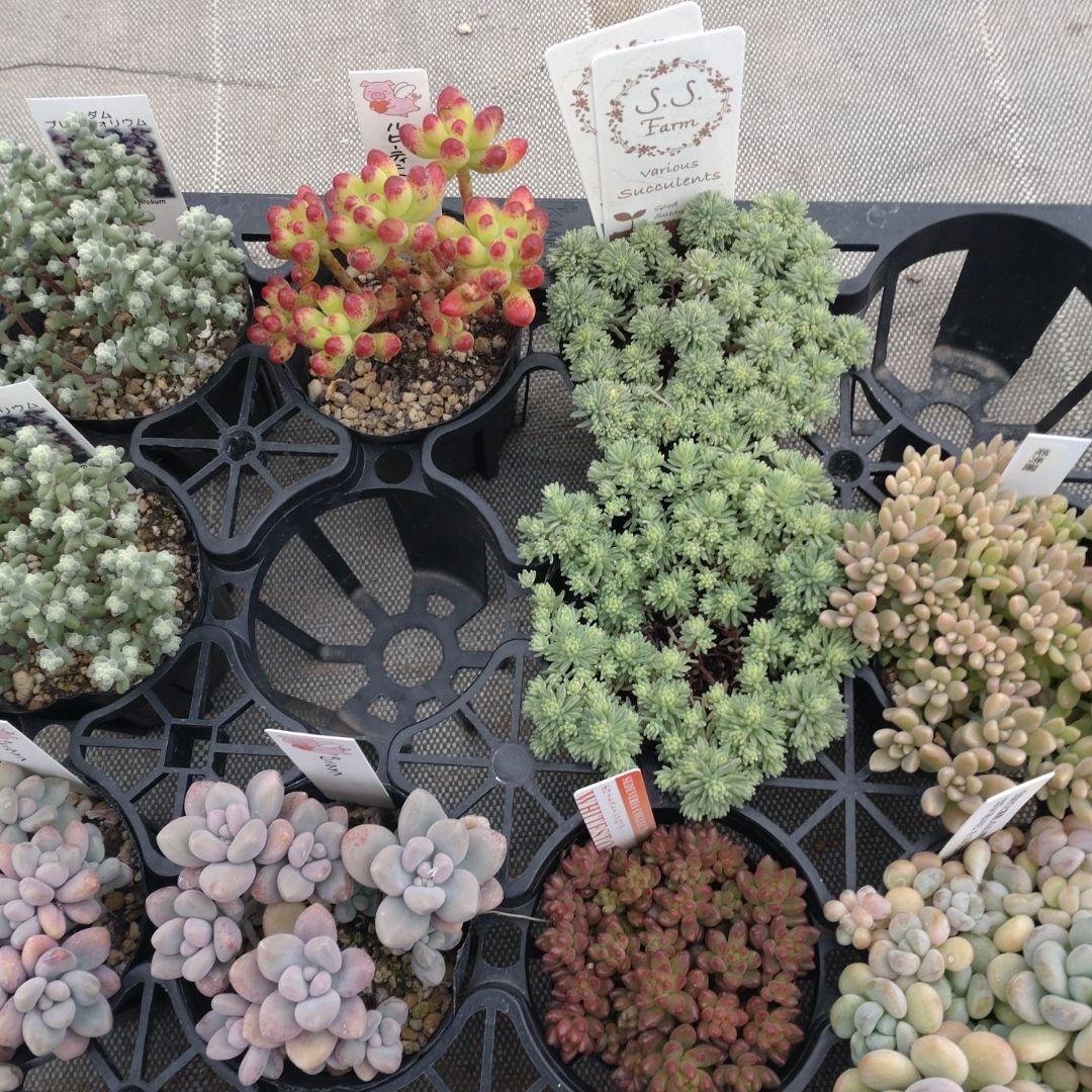 むーさんさん専用