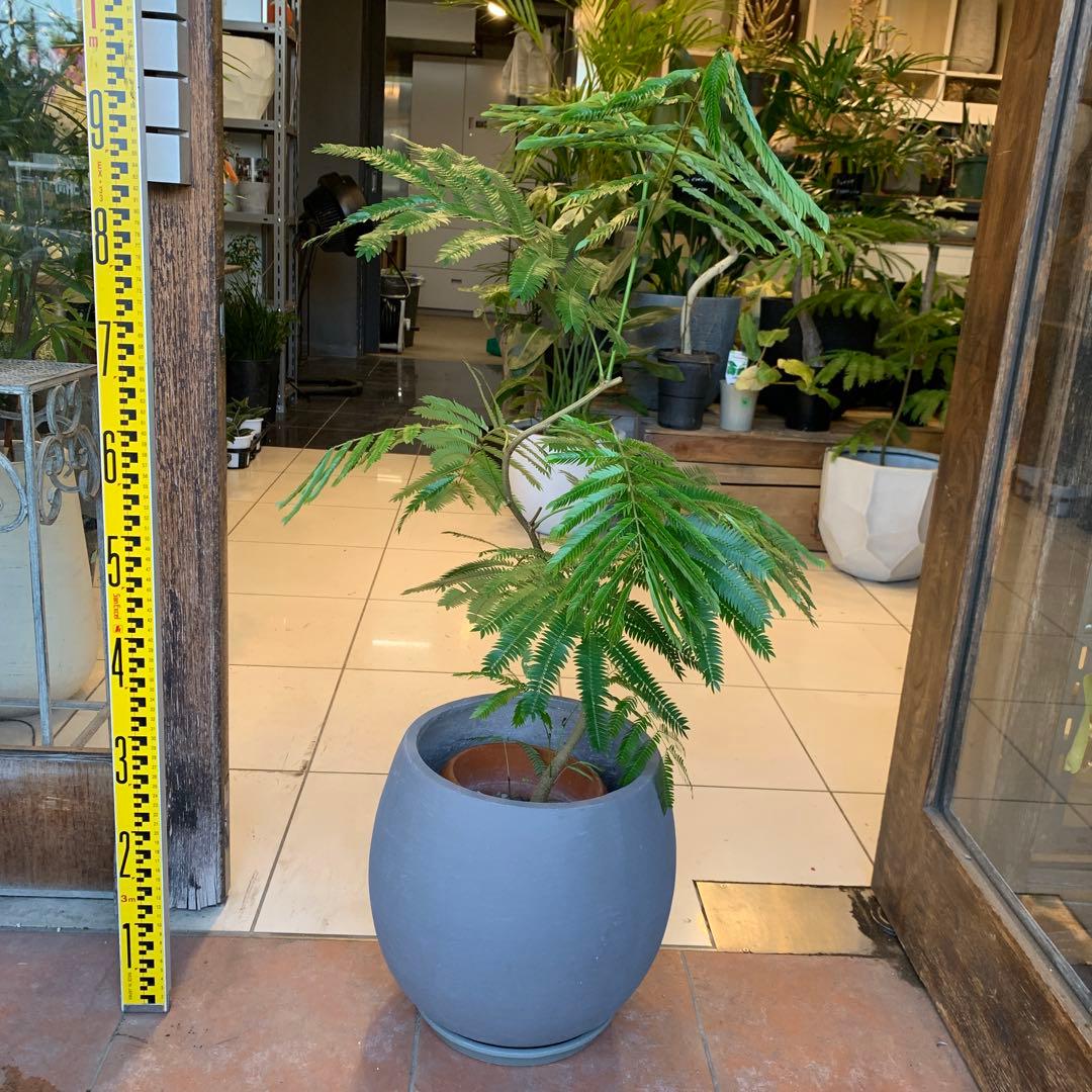 エバーフレッシュ ファイバー鉢 お皿付き - メルカリ